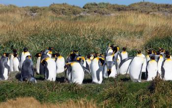 Adventure Tourism in Patagonia Chilean