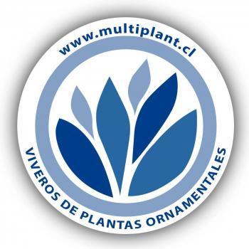 Vivero Multiplant Ventas online y Mayoristas en OLMUE, Valparaíso