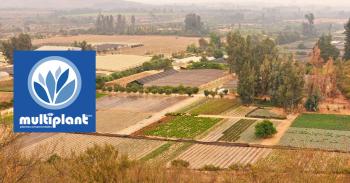 Fotografía 3 de Viveros Multiplant Ltda. es una empresa líder en la industria de plantas ornamentales para jardín