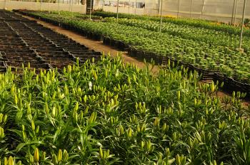 Fotografía 4 de Viveros Multiplant Ltda. es una empresa líder en la industria de plantas ornamentales para jardín