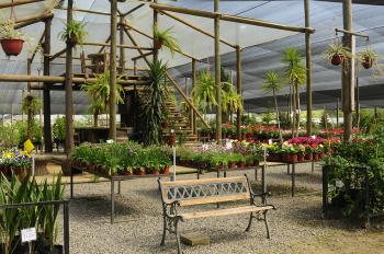 Fotografía 5 de Viveros Multiplant Ltda. es una empresa líder en la industria de plantas ornamentales para jardín