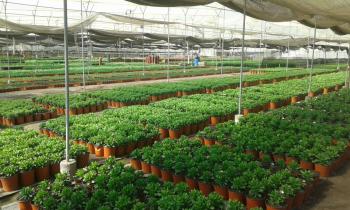 Fotografía 6 de Viveros Multiplant Ltda. es una empresa líder en la industria de plantas ornamentales para jardín