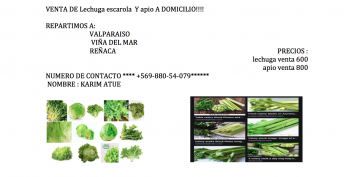 LECHUGA ESCAROLA Y APIO A DOMICILIO , ESPECIALMENTE EN LA QUINTA REGION !!!