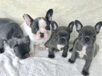Cachorros de bulldog francés.