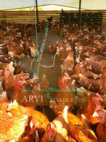 Fotografía 4 de Venta de Huevos de Campo Orgánicos y de Gallinas Felices