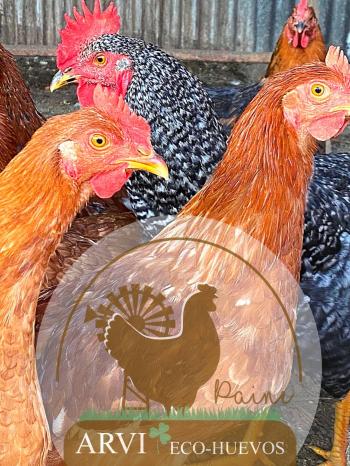 Fotografía 6 de Venta de Huevos de Campo Orgánicos y de Gallinas Felices