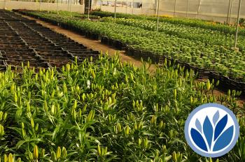 Fotografía 4 de Vivero Multiplant - Plantas Ornamentales Mayorista y Público General