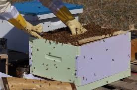 Se vende Colmenas Talca, familias de abejas