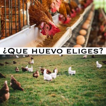 Fotografía 2 de Huevos de campo de gallinas libres
