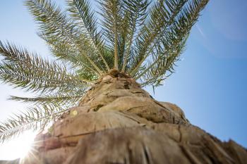 Fotografía 2 de Árboles y Palmeras - Vivero Online Multiplant
