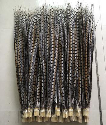 Plumas de cola de faisán Lady Amherst en SANTIAGO, Metropolitana