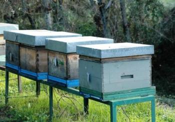 Vendo Colmenas de abejas, a precio de núcleos